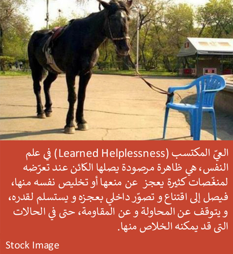 Article Images 07 - Learned Helplessness